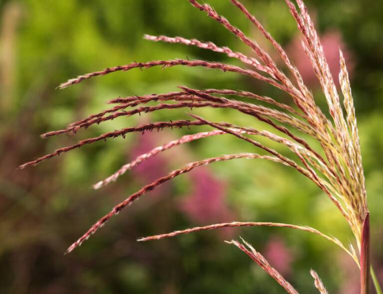 Miscanthus sinensis 'Flamingo'